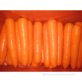 2012 Fresh Red Carrot